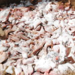 Nigerian Customs destroy smuggled frozen poultry products