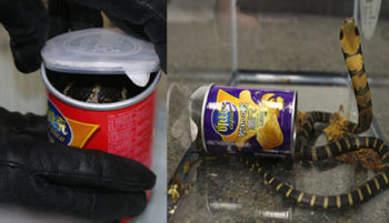 King Cobras Found in Potato Chip Cans by Customs