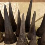 Rhino Horns customs