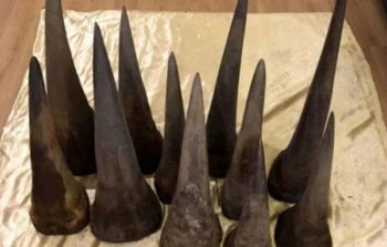 South Africa arrests woman for smuggling rhino horn