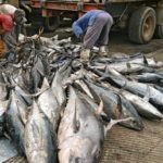 fish smugglers