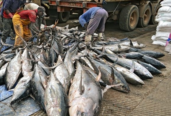 Collapse of fish trawling industry in Nigeria - Ships & Ports