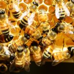 Exporting bees