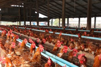 Group raises alarm over smuggling of live chicken sprayed with chemicals 