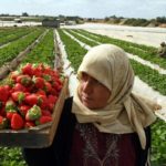 agricultural exports