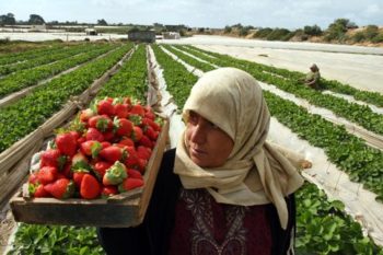 agricultural exports