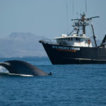 Canada orders ships to reduce speed to prevent whale strikes