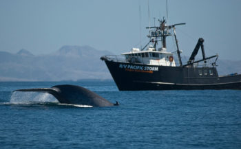 Canada orders ships to reduce speed to prevent whale strikes