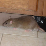 rats