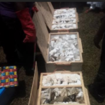 FG hands over boxes of snakes, spiders to University of Uyo for reaseach    