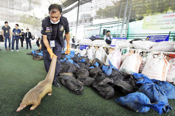 Customs seizes over 100 endangered Pagolins in Thailand 