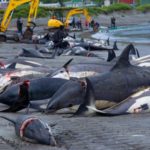 228 dolphins slaughtered in Denmark, says Sea Shepherd