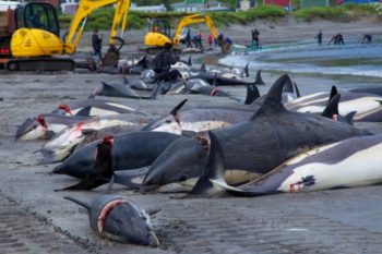 228 dolphins slaughtered in Denmark, says Sea Shepherd