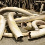 Customs seizes elephant tusks in Sokoto