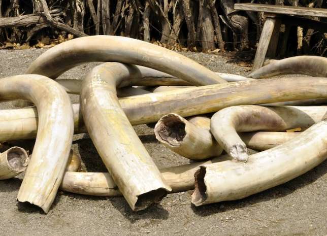 Customs seizes elephant tusks in Sokoto