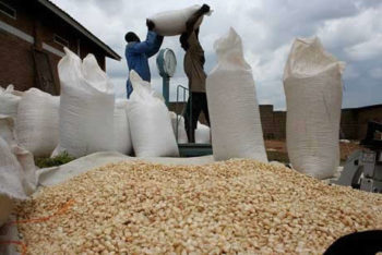 Maize importation