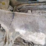 Donkey-hides
