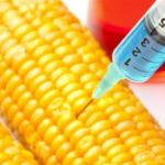 Genetically Modified maize