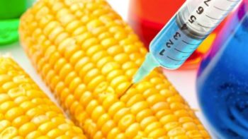 Genetically Modified maize