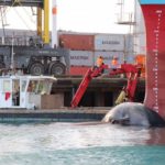 Ship carries dead whale into New Zealand port