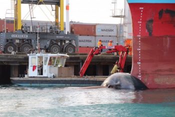 Ship carries dead whale into New Zealand port 