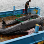 Japan starts new whaling mission in Southern Ocean