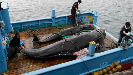 Japan starts new whaling mission in Southern Ocean