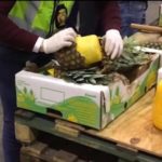 Portuguese-Spanish-police-bust-huge-‘pineapple’-cocaine-ring