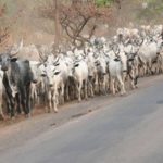 Cows prevent plane from landing at Akure airport