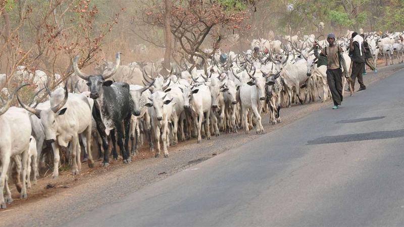 Cows prevent plane from landing at Akure airport