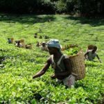 Malawi's tea output up 6 percent in 2017