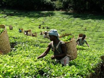 Malawi's tea output up 6 percent in 2017