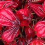 Nigeria restarts export of hibiscus to Mexico