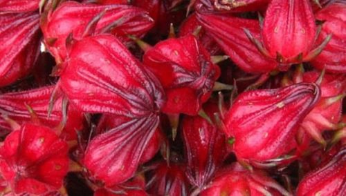 Nigeria restarts export of hibiscus to Mexico