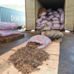 Vietnam impounds container load of ivory, pangolin scales from Nigeria