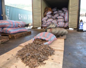 N1.2bn pangolin, elephant tusks, impounded by Customs - Minister