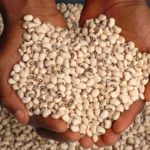 Nigerian beans set for export to Europe
