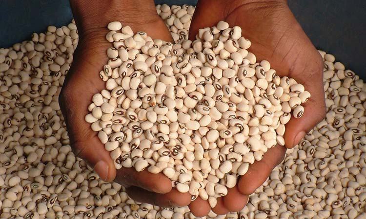 Nigerian beans set for export to Europe 