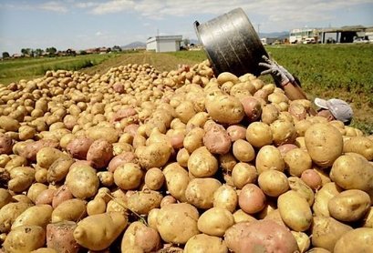 Plateau begins Irish potato export in 2019