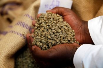 Kenya: Lawmaker proposes bill to ban unprocessed coffee exports