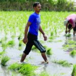 Egypt to import rice over cuts in local production
