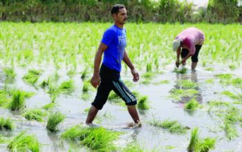 Egypt to import rice over cuts in local production