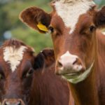 Botswana alerts WTO of foot, mouth disease outbreak