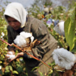 Egypt's cotton exports increase by 37%