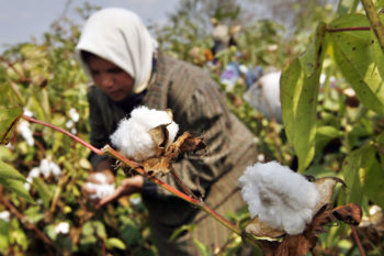 Egypt's cotton exports increase by 37%