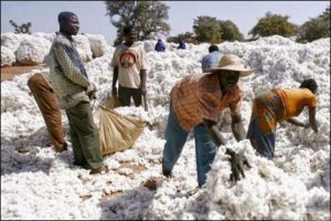 Cotton Export