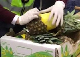 Spanish police seizes cocaine concealed inside pineapples