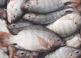 Fish farmers seek ban on tilapia import