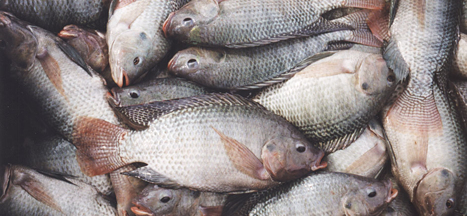 Fisherman dies after swallowing tilapia fish