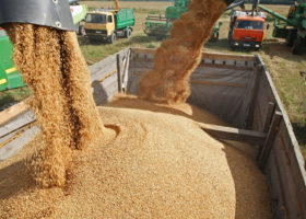 Nigeria seeks to cut wheat imports by boosting local output
